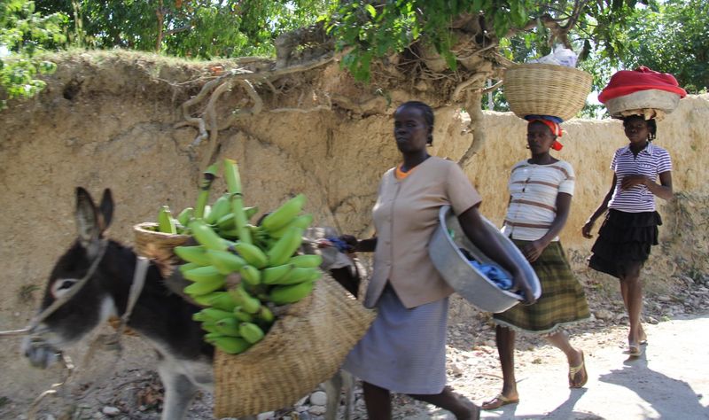 Women walking beside a donkey carrying bananas in Haiti